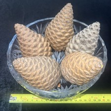 5 large Closed Old Fir Cones