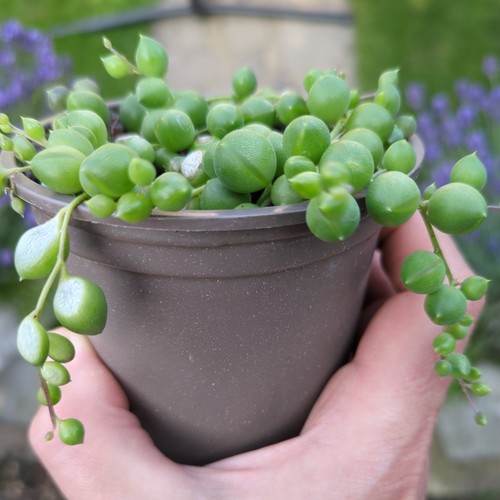 Senecio rowleyanus string - rowleyanus, of