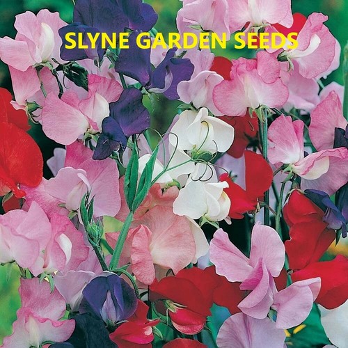 Packs sweet pea giant - pea,