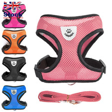 Chihuahua Pug Bulldog Mesh