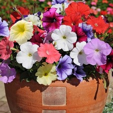 Petunia mini plug plants