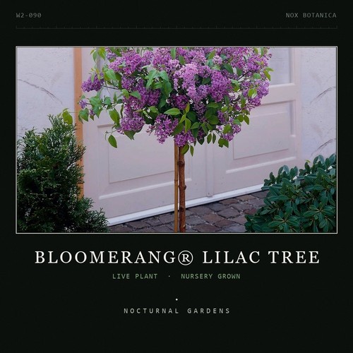 Bloomerang lilac tree - lilac,