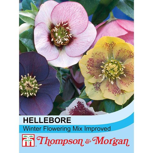 Thompson morgan helleborus - &,