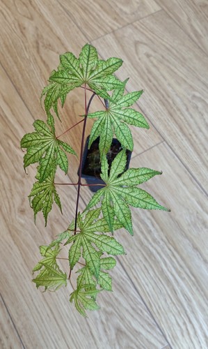 Acer palmatum aka - palmatum, shigitatsu