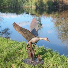 Superb duck flight - superb, flight"