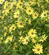 Lemon Queen Sunflower 50x Seeds - Perennial - Flower