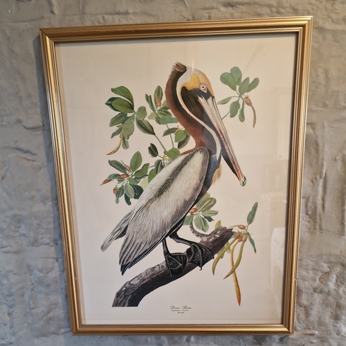 Vintage john audubon framed - vintage,