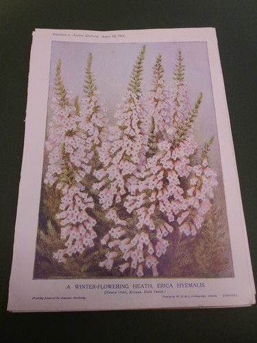 Antique botanical lithograph - lithograph, a