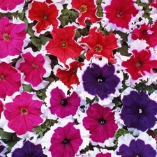 Petunia mini plug plants
