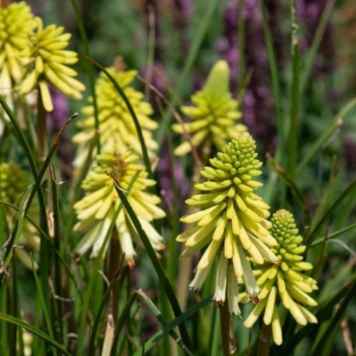 Kniphofia poco citron - kniphofia, hot