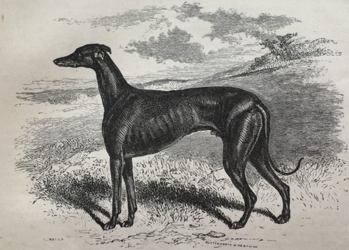 Greyhound dog antique print - dog,