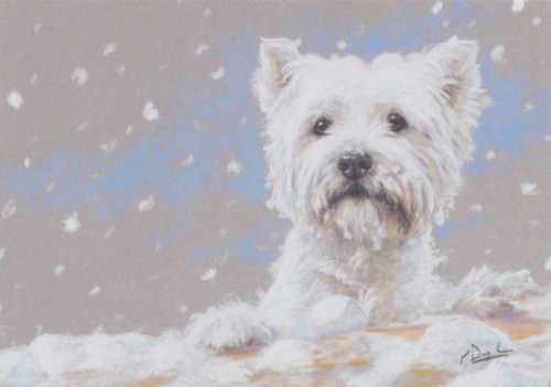 West highland westie terrier - west,