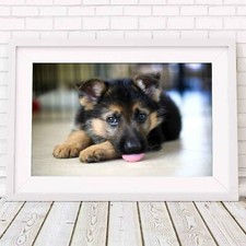500459 GERMAN SHEPARD PUPPY DOG -   **** 24x18 WALL PRINT POSTER