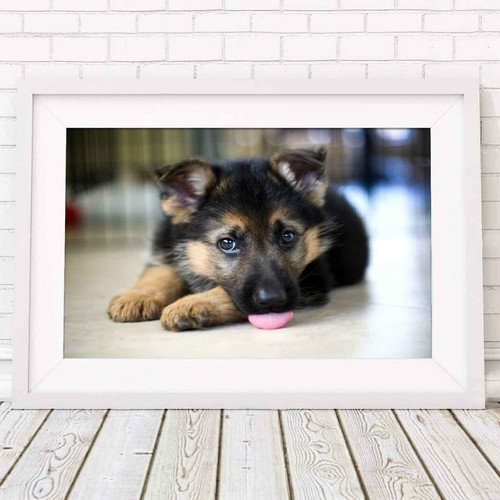 500459 german shepard puppy - 500459,