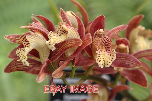 Photo orchid cymbidium - photo, hybrid