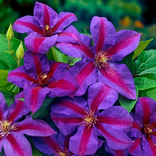 Clematis mrs thompson - n, thompson'