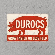 Vintage Duroc Pig Farm