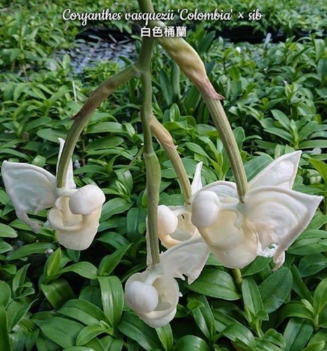 Coryanthes vasquezii