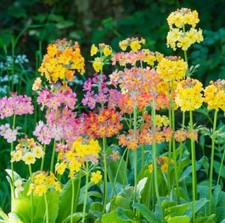 50 x Primula Candelabra Mix