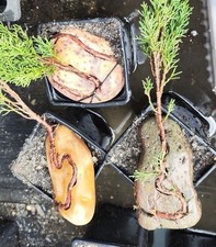 Attached stone cypress (newly made)