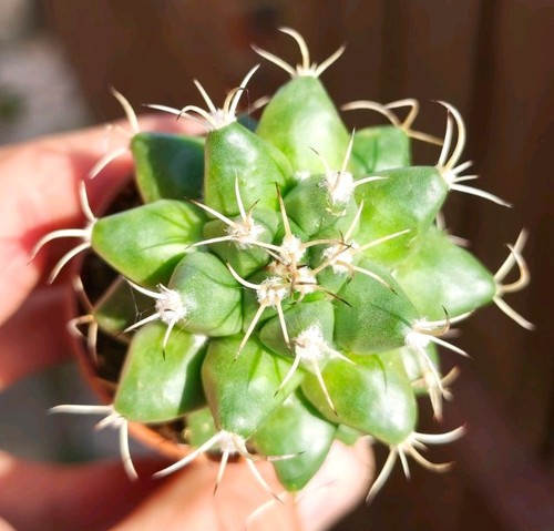 Mammillaria compressa - mammillaria,