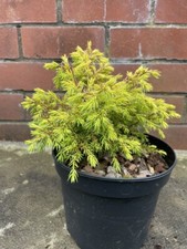 Juniper 'Gold Cone' |