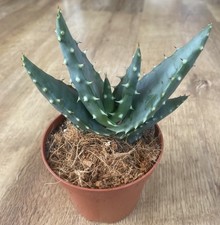 Aloe Aculeata | Succulent Cactus | Rare | 9cm Pot Rooted