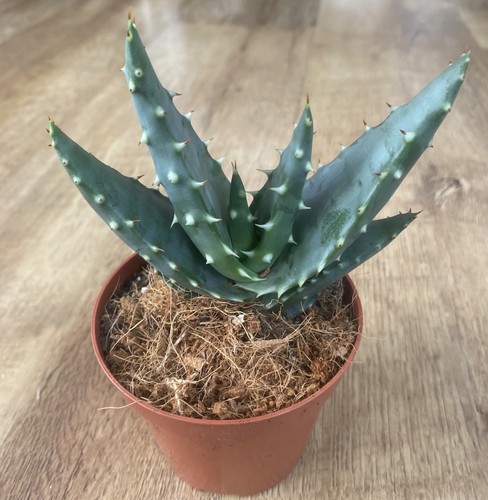 Aloe aculeata succulent - |,