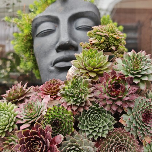 Fully grown sempervivum - ,