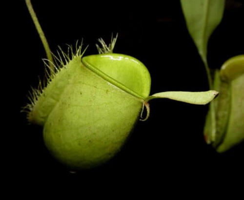 Nepenthes ampullaria green - green,