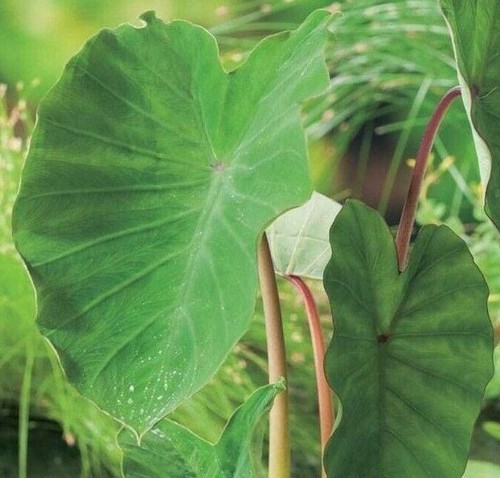 Elephant ear colocasia pink - ear,