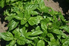 British Basil Seeds 100 Fresh