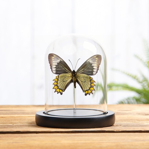 Madyes swallowtail butterfly - swallowtail,