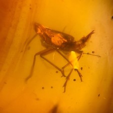 Leafhopper in Burmese /