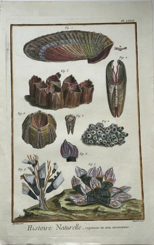 1751 martinet coquilles de - -,