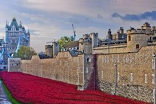 Tower of London Poppy Blood