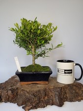 Ilex Shohin Bonsai Tree