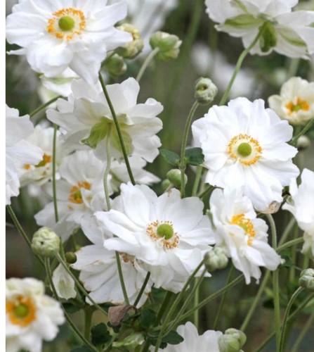 Anemone japanese hybrida - anemone,
