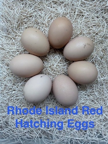 Rhode island red hatching - rhode,