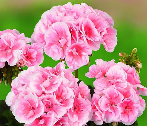 Geranium pelargonium zonale - zonale, f1