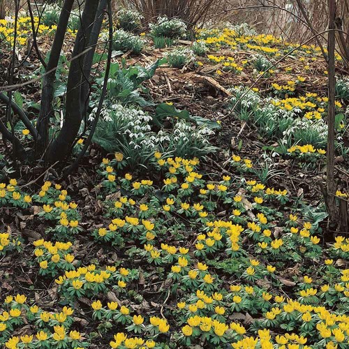 Winter aconite eranthus - winter,
