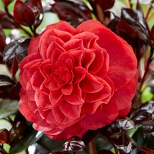Camellia japonica 'Femme