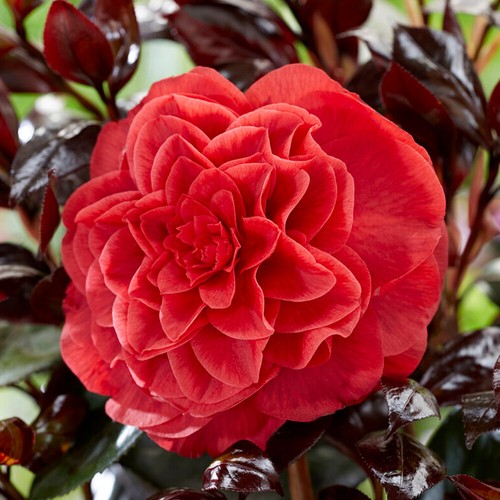 Camellia japonica femme - camellia,