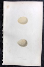 Bree 1859 Hand Col Bird Egg Print. Francolin & Greek Partridge