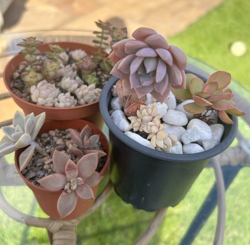 Mix succulents echeveria - mix,