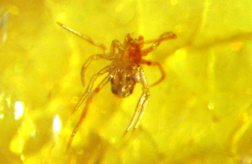 Pliocene amber kenya africa - pliocene,