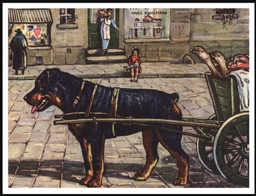 Rottweiler cart lovely dog art - rottweiler,