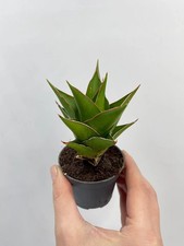 Sansevieria Temple Crown