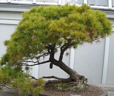 1-Pinus Strobus (Tachiagari)