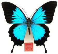 PARATYPE PAPILIO ULYSSES